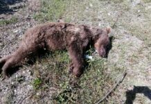 Kamyonetin çarptığı ayı öldü