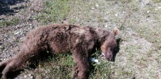 Kamyonetin çarptığı ayı öldü