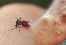 İstanbul’da ‘Aedes’ tehdidi!