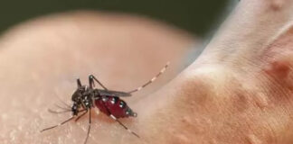 İstanbul’da ‘Aedes’ tehdidi!
