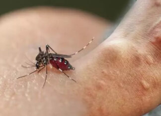 İstanbul’da ‘Aedes’ tehdidi!