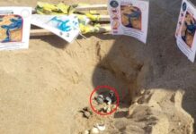 Caretta caretta yuvasını kürekle açtı çok sayıda yavru öldü, savunması ise pes dedirtti!