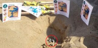 Caretta caretta yuvasını kürekle açtı çok sayıda yavru öldü, savunması ise pes dedirtti!