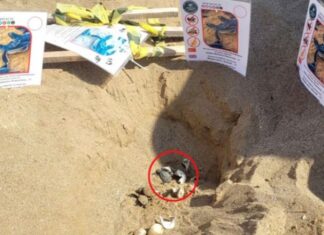 Caretta caretta yuvasını kürekle açtı çok sayıda yavru öldü, savunması ise pes dedirtti!