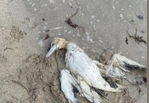 Mevcut salgın bitmeden daha ölümcül yenisi öngörülüyor: Kuş gribi!