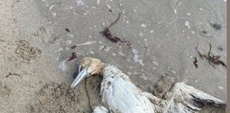 Mevcut salgın bitmeden daha ölümcül yenisi öngörülüyor: Kuş gribi!