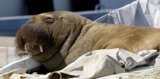 Uyarları dinlemeyen ‘İnsanların’ güvenliği nedeniyle ‘Freya’ öldürüldü!