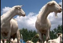 Orman yangınlarını keçi ve koyunlar önleyecek!