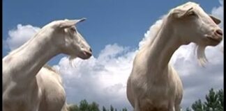 Orman yangınlarını keçi ve koyunlar önleyecek!