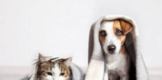 “Maymun çiçeği bulaşmış kişiler hayvanlardan izole olmalıdır”