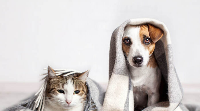 Bilimsel Araştırma/Kedi ve köpekler sadece çok iyi bir dost değil, sahiplerinin beyinlerini de koruyor