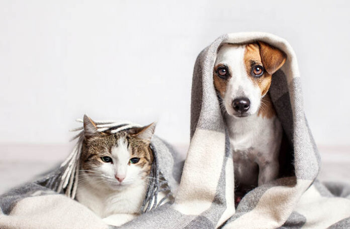 kedi-ve-kopekler-icin-olumcul-bitkiler