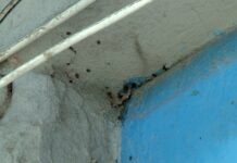 Önce bina dışındaydılar, ardından evlere girdiler; İstanbul’da bir binayı yüzlerce kene istila etti!