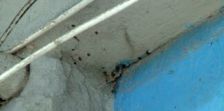 Önce bina dışındaydılar, ardından evlere girdiler; İstanbul’da bir binayı yüzlerce kene istila etti!