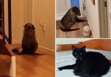 Yeni Zelanda’da bir eve giren fok, içerideki kediyi korkuttu, koridorda dolaştı, koltuğa kıvrılıp kestirdi ve “mucizevi bir şekilde” hiçbir şeyi kırmadı