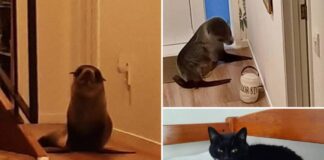 Yeni Zelanda’da bir eve giren fok, içerideki kediyi korkuttu, koridorda dolaştı, koltuğa kıvrılıp kestirdi ve “mucizevi bir şekilde” hiçbir şeyi kırmadı