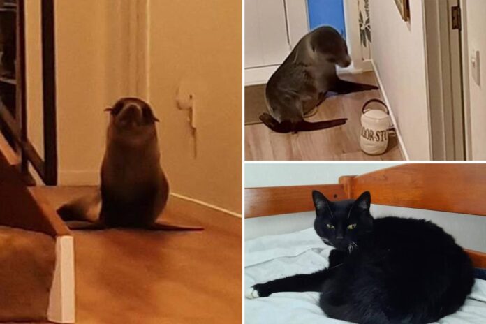 seal-new-zealand-home-comp