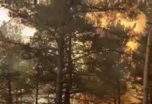 Tokat’ta korkutan orman yangını