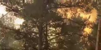 Tokat’ta korkutan orman yangını