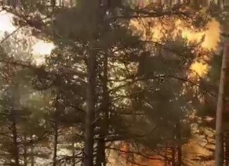 Tokat’ta korkutan orman yangını