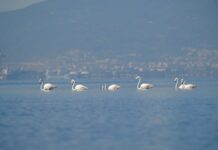 İzmit Körfezi’nin ‘geleneksel’ konukları gelip yerleşti!