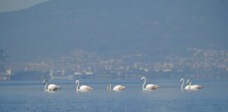 İzmit Körfezi’nin ‘geleneksel’ konukları gelip yerleşti!