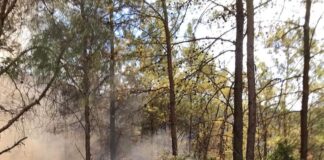 Marmaris’te orman yangını