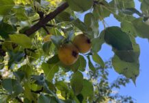 Bin 500 ile 2 bin yaşları arasında olduğu tahmin edilen dünyanın en yaşlı armut ağacında meyve hasadı yapıldı