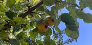 Bin 500 ile 2 bin yaşları arasında olduğu tahmin edilen dünyanın en yaşlı armut ağacında meyve hasadı yapıldı