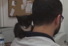 En huzurlu uyuduğu yer sahibinin omzu!