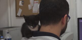 En huzurlu uyuduğu yer sahibinin omzu!