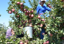“Ağustos ayında üretici ile market arasındaki fiyat farkı en fazla yüzde 719,5 ile elmada görüldü”