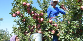 “Ağustos ayında üretici ile market arasındaki fiyat farkı en fazla yüzde 719,5 ile elmada görüldü”
