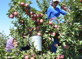 “Ağustos ayında üretici ile market arasındaki fiyat farkı en fazla yüzde 719,5 ile elmada görüldü”