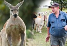 Avustralyalı adam, evcil kangurusu tarafından dövülerek öldürüldü