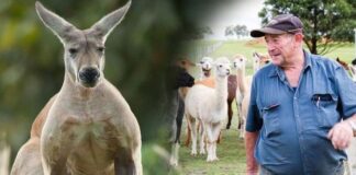 Avustralyalı adam, evcil kangurusu tarafından dövülerek öldürüldü