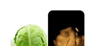 Lahanayı sevmiyorsanız belki de haklısınız; doğmamış bebekler bile lahananın tadını acı bulup yüzünü buruşturuyor