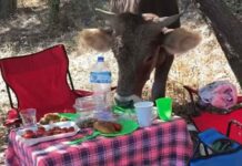 Sevimli inek, gençlerin pikniğini burunların getirdi!