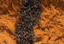 Yeni bir araştırmaya göre, Dünya üzerinde en az 20 katrilyon karınca var.