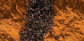 Yeni bir araştırmaya göre, Dünya üzerinde en az 20 katrilyon karınca var.