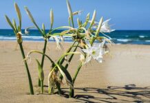 Bu çiçeği koparmanın cezası 109 bin lira