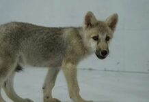 Dünyada bir ilk; Klonlanan Kuzey Kutbu kurdu Maya Çin’de dünyaya geldi!