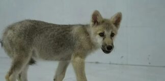 Dünyada bir ilk; Klonlanan Kuzey Kutbu kurdu Maya Çin’de dünyaya geldi!