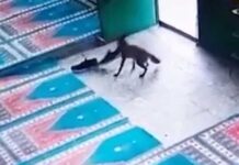 Arsız tilki, camiden imamının ayakkabısını çalıp mezarlığa götürdü!