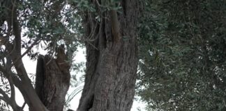 SÖYLEŞİ;AĞAÇLARA ŞARKI SÖYLEYEN KADINLAR…