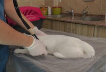 PET HAYVANLARINDA HER TÜY DÖKÜLMESI HASTALIK DEĞİL