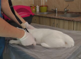 PET HAYVANLARINDA HER TÜY DÖKÜLMESI HASTALIK DEĞİL