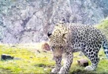 Anadolu Leoparı aylar sonra yeniden görüntülendi