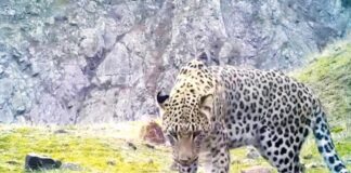 Anadolu Leoparı aylar sonra yeniden görüntülendi