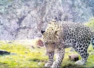Anadolu Leoparı aylar sonra yeniden görüntülendi
